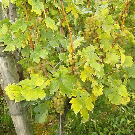 Apartment Gaestezimmer Ellenz-Poltersdorf